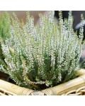 Calluna vulgaris Asli White у садовій композиції